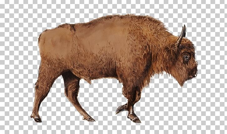 Bison Cattle Horn Bull Terrestrial Animal PNG, Clipart, Animal, Bison, Bison Bonasus, Bull, Cattle Free PNG Download