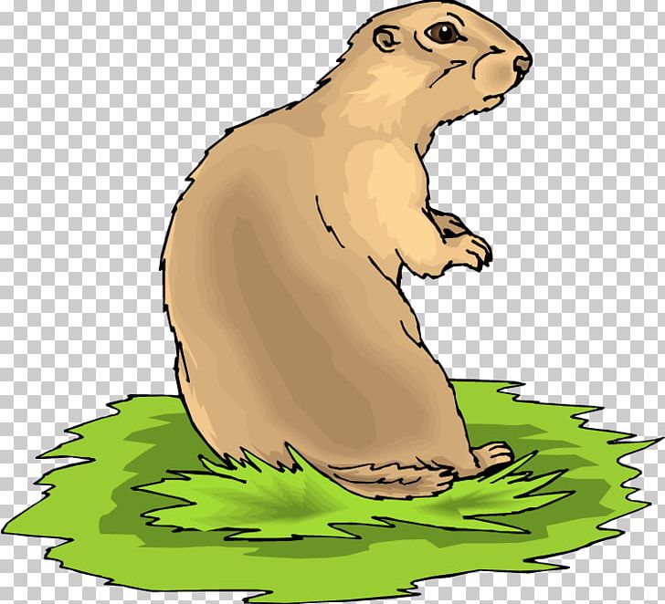 Black-tailed Prairie Dog Black-tailed Prairie Dog PNG, Clipart, Animal, Animals, Bear, Beaver, Blacktailed Prairie Dog Free PNG Download