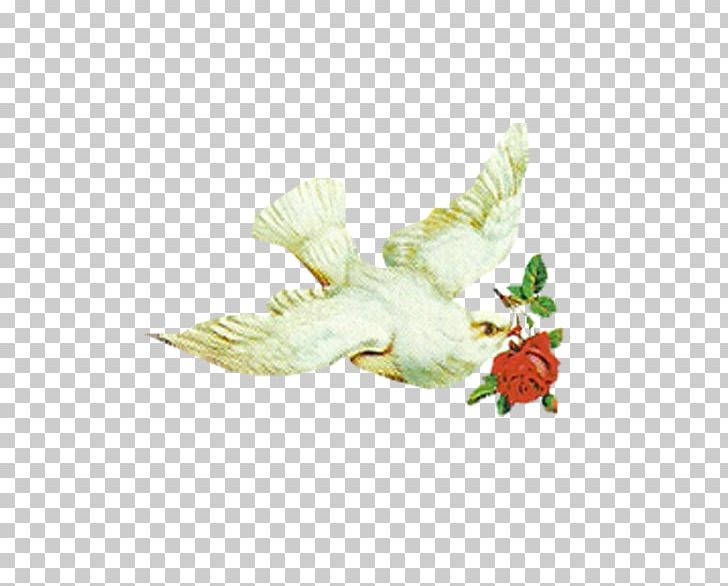 Columbidae Bird Icon PNG, Clipart, Advertising, Animals, Beak, Bird, Columbidae Free PNG Download