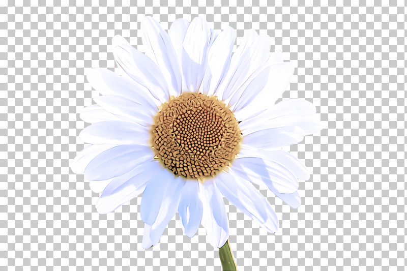 Daisy PNG, Clipart, Camomile, Chamomile, Daisy, Flower, Gerbera Free PNG Download
