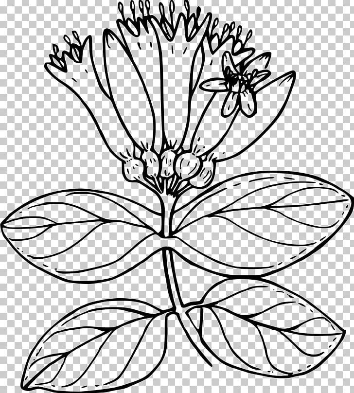 Lonicera Ciliosa Lonicera Involucrata Flower Drawing Plant PNG, Clipart, Black And White, Color, Coloring Book, Cut Flowers, Flora Free PNG Download