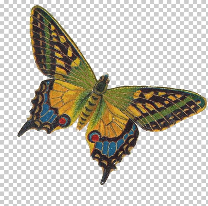 Monarch Butterfly Eastern Tiger Swallowtail Insect Moth PNG, Clipart, Arthropod, Brush Footed Butterfly, Butterflies And Moths, Butterfly, Eastern Tiger Swallowtail Free PNG Download