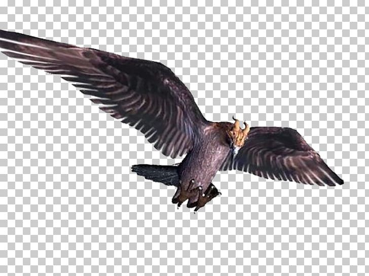 Bird Flight Vulture PNG, Clipart, Accipitriformes, Animals, Background Black, Beak, Bird Free PNG Download