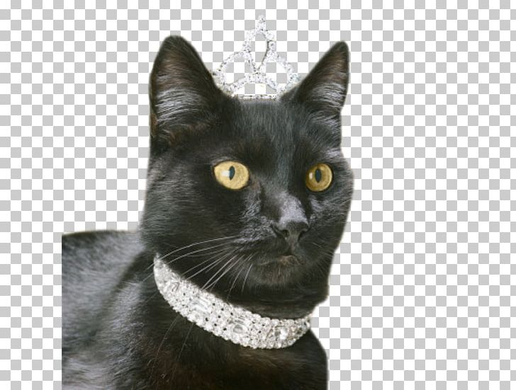 Black Cat Bombay Cat Korat Dog Kitten PNG, Clipart, Animals, Black, Cat Like Mammal, Dog Collar, Dome Free PNG Download
