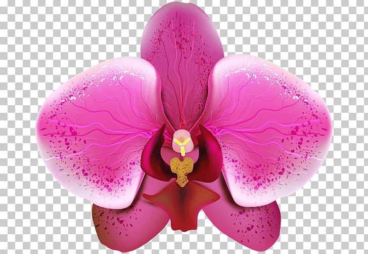 Orchids Desktop PNG, Clipart, Cattleya, Desktop Wallpaper, Flower, Flowering Plant, Green Free PNG Download