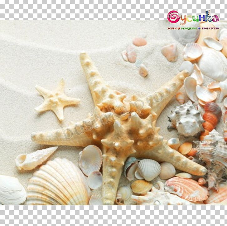 Seashell Sand Mollusc Shell Shell Beach PNG, Clipart, Animals, Beach, Desktop Wallpaper, Hotel, Lambis Free PNG Download
