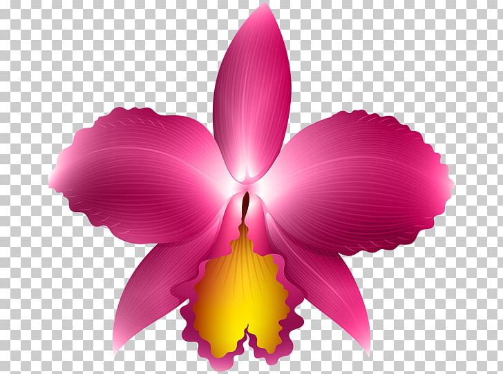 Cattleya Orchids PNG, Clipart, Brassavola, Bulbophyllum, Cattleya, Cattleya Orchids, Dendrobium Free PNG Download