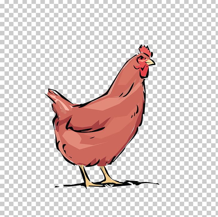 Chicken Rooster Poultry Farming PNG, Clipart, Animals, Beak, Bird, Chicken, Computer Icons Free PNG Download