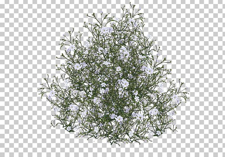 Flower Bouquet Rose PNG, Clipart, 3d Computer Graphics, Baby, Babysbreath, Branch, Breath Free PNG Download
