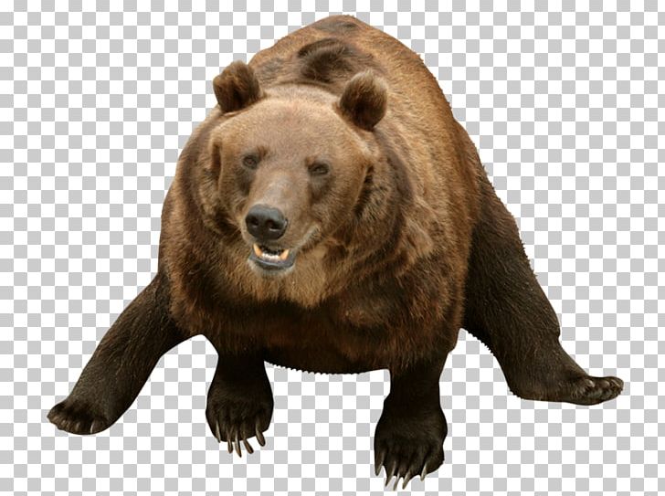 Grizzly Bear American Black Bear El Oso Pardo Dog PNG, Clipart, Animal, Animals, Asian Black Bear, Basabizitza, Bear Free PNG Download