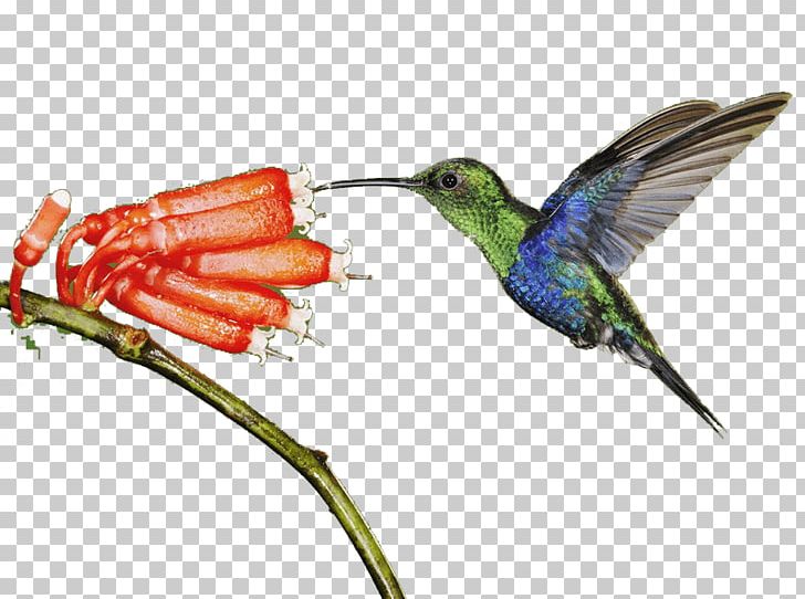 Hummingbird Light Animal PNG, Clipart, Animal, Animals, Beak, Bird, Fauna Free PNG Download