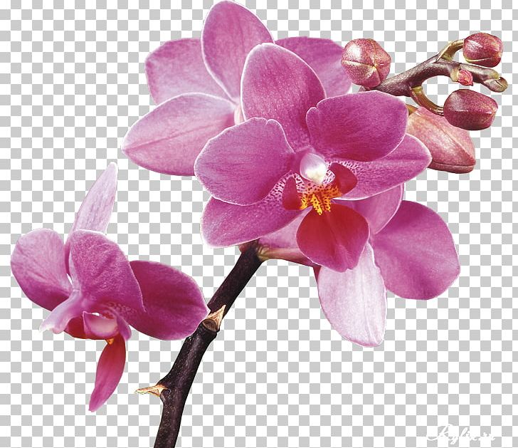 Orchids Desktop PNG, Clipart, Blossom, Clip Art, Computer Icons, Cut Flowers, Desktop Wallpaper Free PNG Download