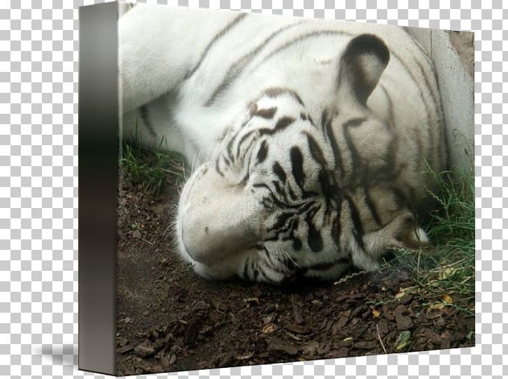 Tiger Big Cat Terrestrial Animal Wildlife PNG, Clipart, Animal, Animals, Big Cat, Big Cats, Carnivoran Free PNG Download