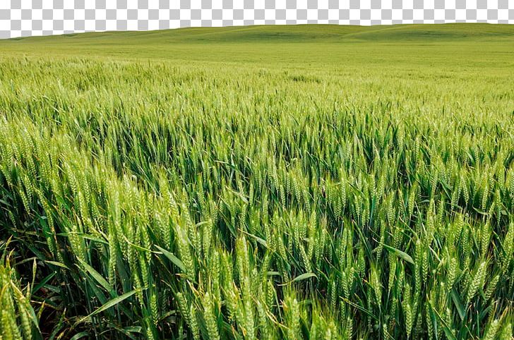 Wheatfield With Crows The Wheat Field Green Wheat Field With Cypress Wheat Fields PNG, Clipart, Agriculture, Background Green, Barley, Cereal, Cereals Free PNG Download