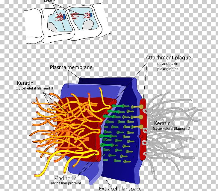 Desmosome Cell Junction Cadherin Cell Biology PNG, Clipart, Biology, Cadherin, Cell, Cell Biology, Cell Junction Free PNG Download
