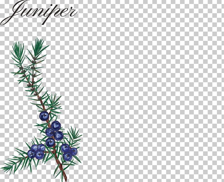 Gin Spruce Juniper Alcoholic Drink Liqueur PNG, Clipart, Aroma, Beer, Branch, Computer Wallpaper, Conifer Free PNG Download