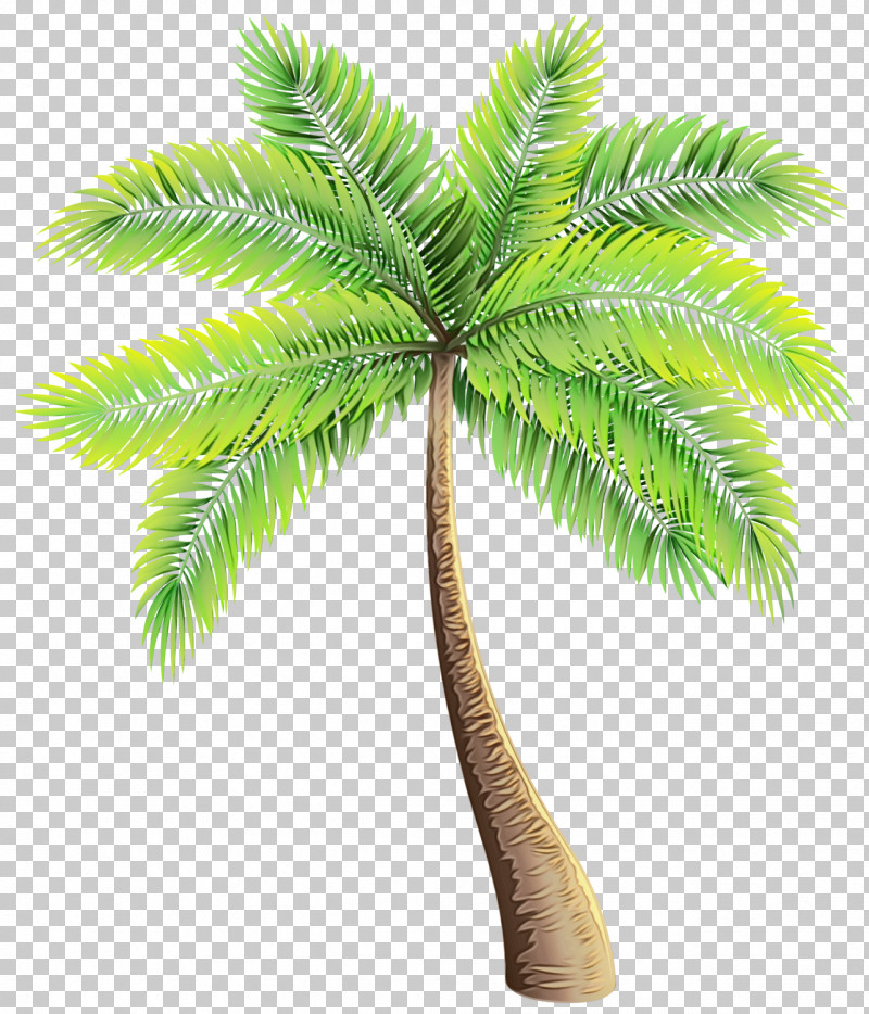 Coconut PNG, Clipart, Asian Palmyra Palm, Borassus, Cartoon, Coconut, Dinosaur Free PNG Download