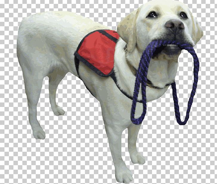 Labrador Retriever Puppy Assistance Dog Service Dog Therapy Dog PNG, Clipart, Animal Service Cliparts, Animal Training, Companion Dog, Dog, Dog Breed Free PNG Download