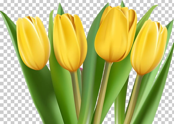 Tulip PNG, Clipart, Bud, Button, Computer Software, Download, Drawing Free PNG Download