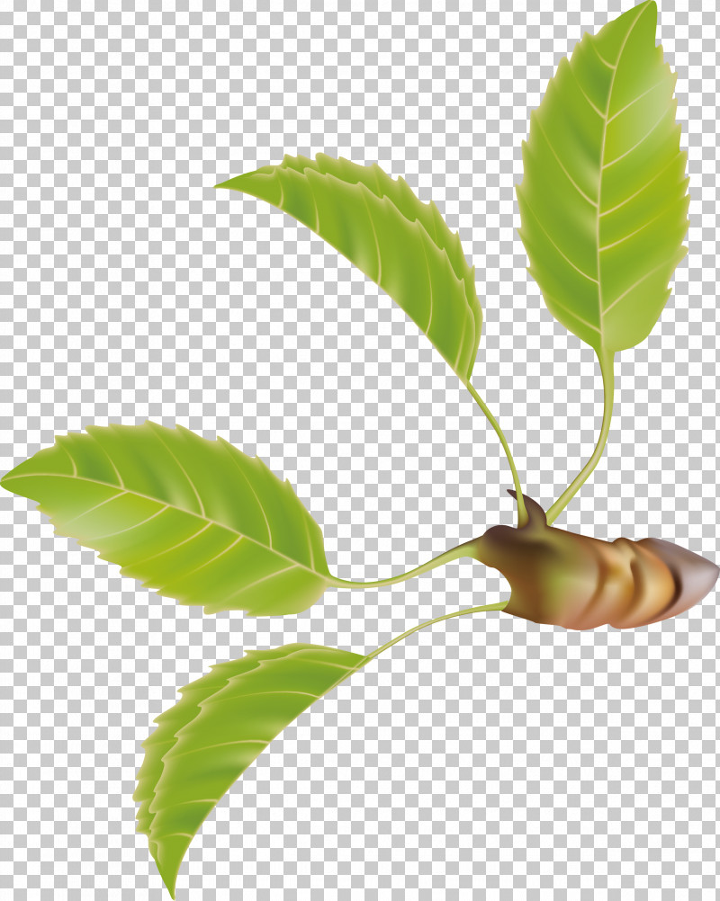 Leaf PNG, Clipart, Flower, Leaf, Plant, Plant Stem, Siberian Elm Free PNG Download