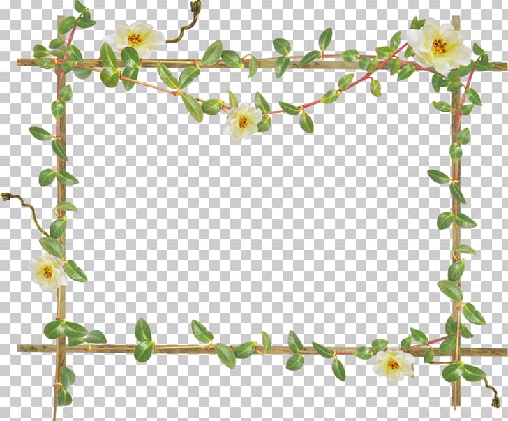 Frames Photography PNG, Clipart, Branch, Desktop Wallpaper, Digital Image, Flower, Grapevine Family Free PNG Download