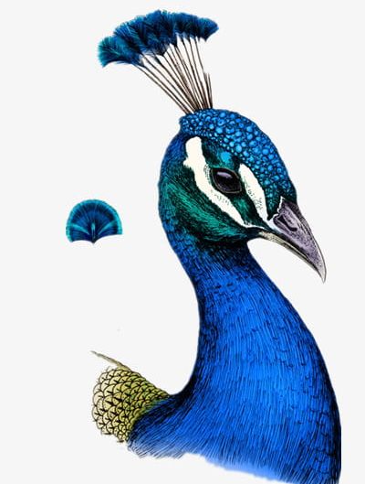 Peacock PNG, Clipart, Animal, Animals, Beak, Bird, Blue Free PNG Download