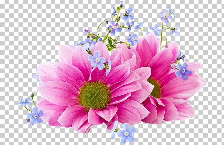 Portable Network Graphics Flower Desktop Chrysanthemum PNG, Clipart, 720p, 1080p, Blossom, Chrysanthemum, Chrysanths Free PNG Download