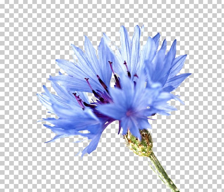 Blue Rose Cornflower Plant Symbolism PNG, Clipart, Aster, Blue, Blue Flower, Blue Rose, Chicory Free PNG Download
