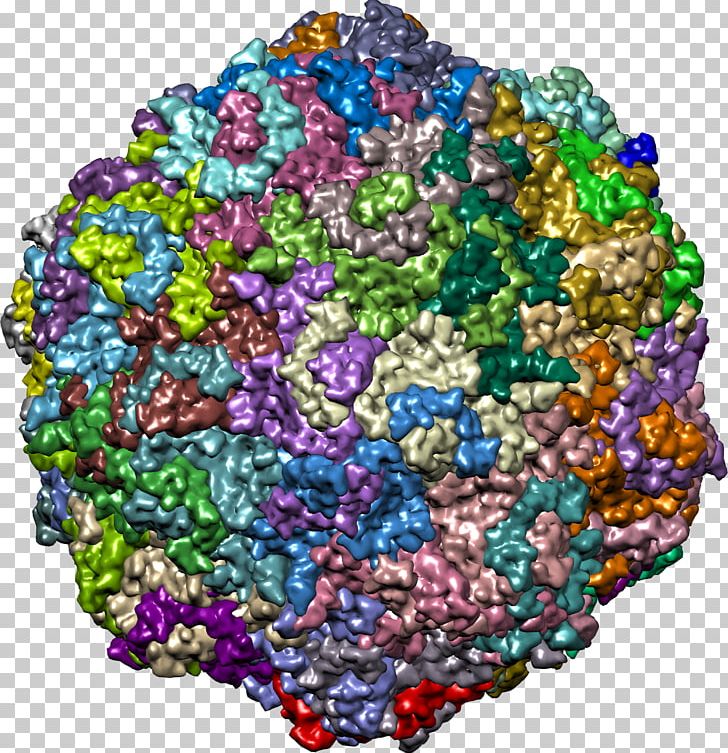Enterovirus 71 RNA Virus Biology PNG, Clipart, Art, Bead, Biology, Disease, Enterovirus Free PNG Download