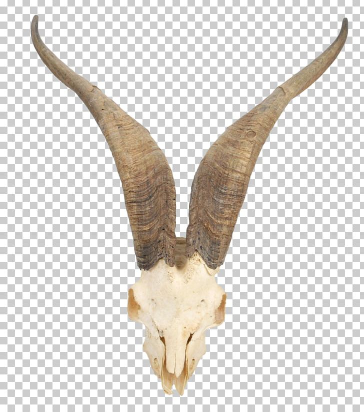 Mountain Goat Horn Skull Cattle PNG, Clipart, Animals, Antelope, Antler, Bone, Cattle Free PNG Download