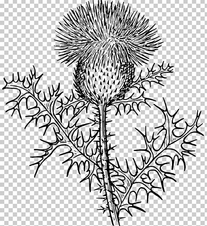 Thistle Drawing PNG, Clipart, Artwork, Black And White, Branch, Calluna, Color Free PNG Download