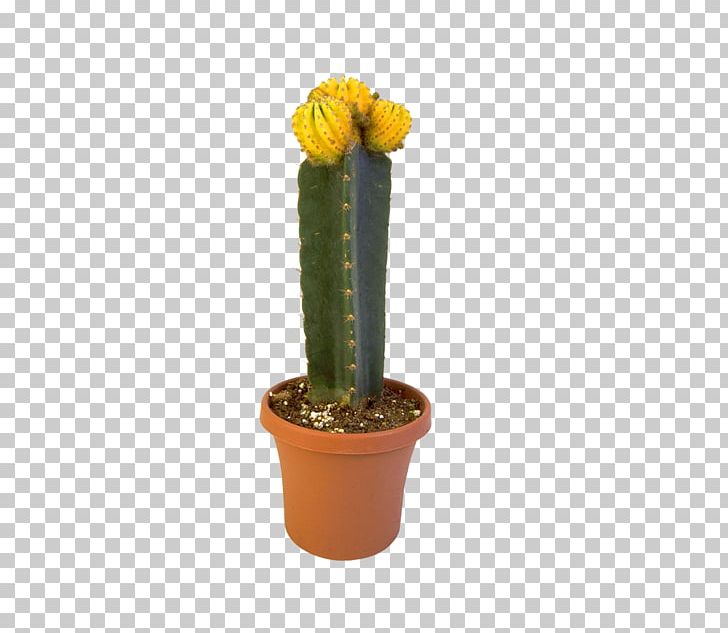 Cactaceae Eastern Prickly Pear Triangle Cactus Succulent Plant Flowerpot PNG, Clipart, Acanthocereus, Cactaceae, Cactus, Caryophyllales, Eastern Prickly Pear Free PNG Download