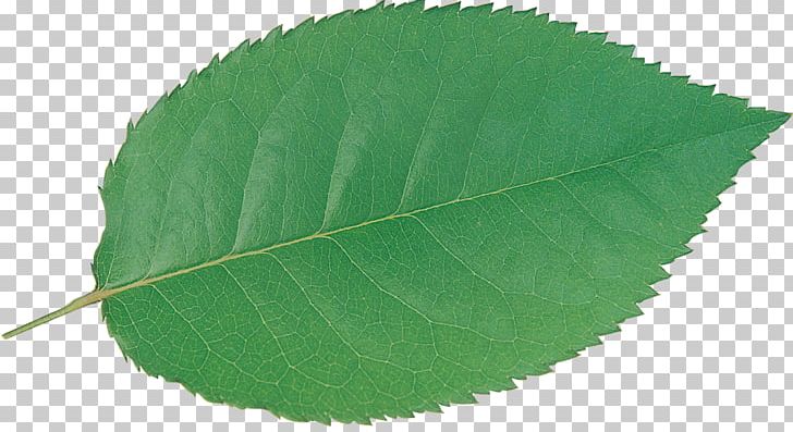 Plant Green Leaf PNG, Clipart, Food Drinks, Green, Leaf, Leaves, Nature Free PNG Download