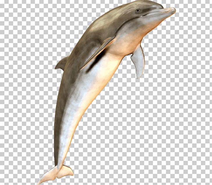 Striped Dolphin Bottlenose Dolphin River Dolphin PNG, Clipart, Animal, Animals, Bottlenose Dolphin, Cetacea, Fauna Free PNG Download