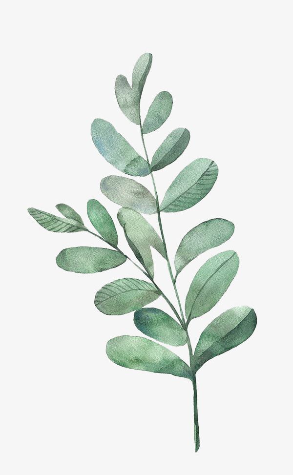 Watercolor Leaves PNG, Clipart, Cartoon, Decoration, Green, Leaf
