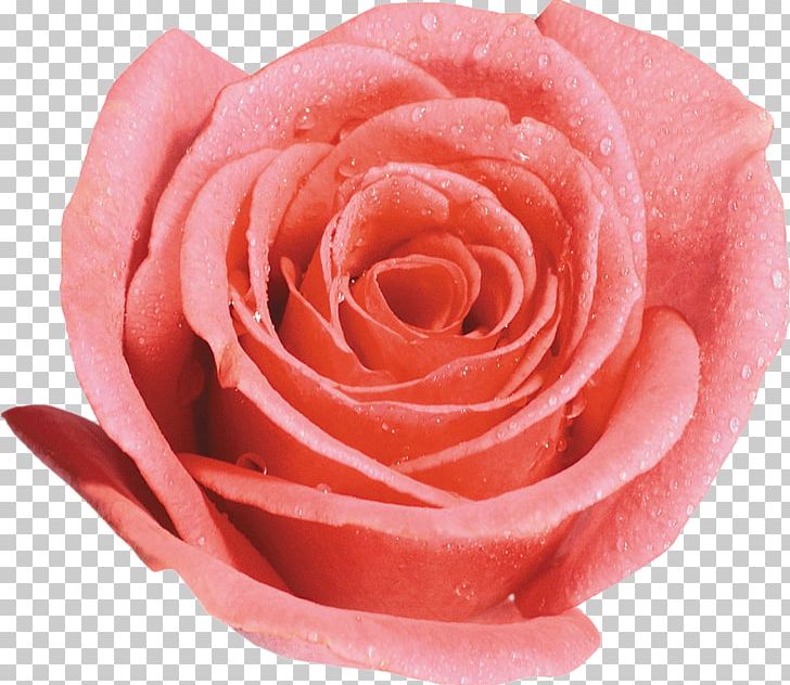 Beach Rose Garden Roses Desktop PNG, Clipart, Beach Rose, Closeup, Cut Flowers, Desktop Wallpaper, Floribunda Free PNG Download