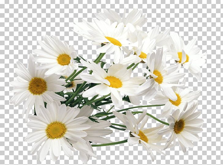 Chamomile PNG, Clipart, Annual Plant, Aster, Camomile, Chamaemelum Nobile, Chamomile Free PNG Download