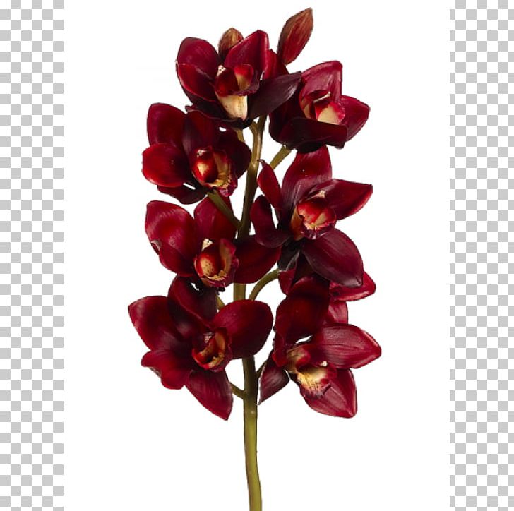 Cut Flowers Maroon Burgundy Color PNG, Clipart, Blue, Boat Orchid, Burgundy, Burgundy Color, Color Free PNG Download