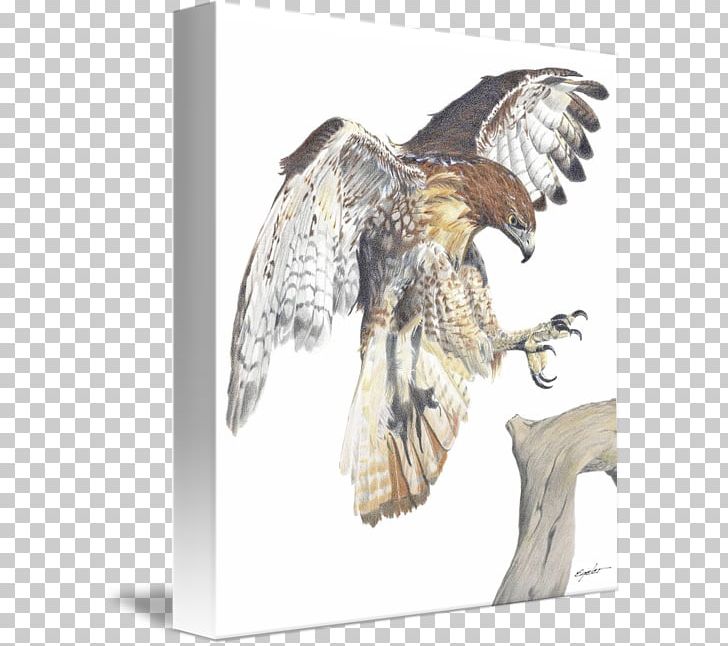 Eagle Red-tailed Hawk Drawing Art PNG, Clipart, Animals, Art, Artist, Beak, Bird Free PNG Download