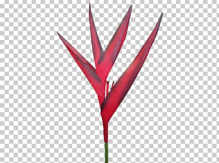 Leaf Flowering Plant Plant Stem Plants PNG, Clipart, Flower, Flowering Plant, Grass, Leaf, Plant Free PNG Download