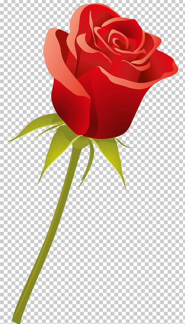 Garden Roses Cut Flowers Red PNG, Clipart, Blue, Cicek, Cicek Gifleri, Color, Cut Flowers Free PNG Download