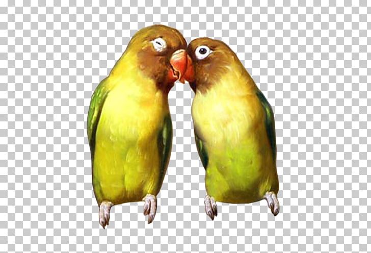 Lovebird Parakeet Carduelinae European Goldfinch PNG, Clipart, Animals, Beak, Bird, Cockatoo, Common Pet Parakeet Free PNG Download