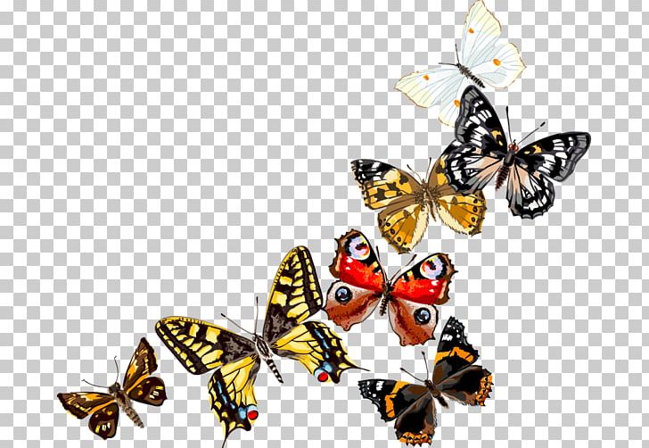 Monarch Butterfly Pieridae Insect PNG, Clipart, Arama, Arthropod, Brush Footed Butterfly, Butterflies And Moths, Butterfly Free PNG Download