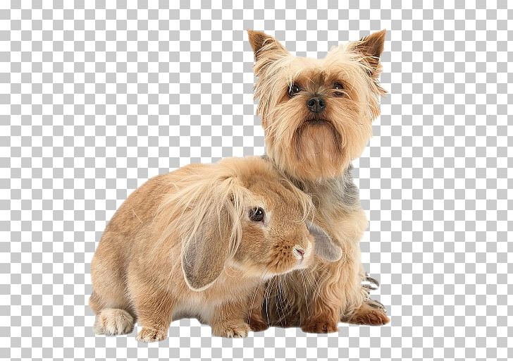 Yorkshire Terrier Cairn Terrier Norwich Terrier Norfolk Terrier Australian Silky Terrier PNG, Clipart, Animals, Border Collie, Breed, Cairn Terrier, Carnivoran Free PNG Download