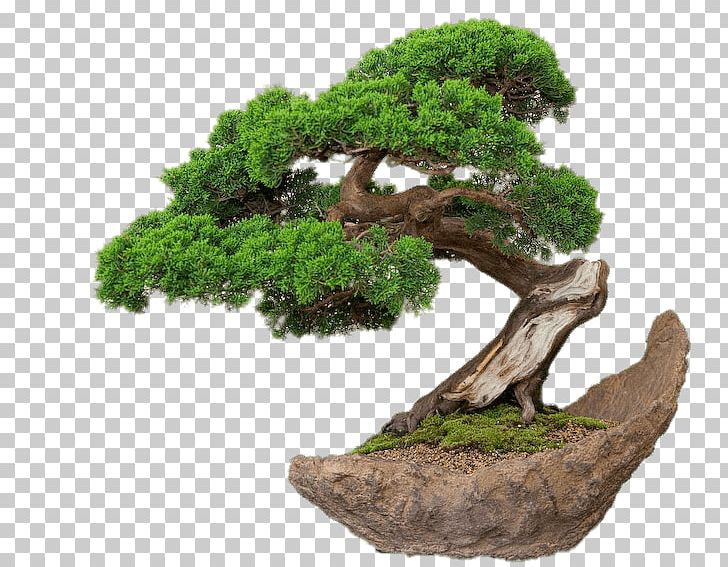 Bonsai Ornamental Plant Weeping Fig Tree Root PNG, Clipart, Banyan, Bonsai, Bonsai Tree, Feng Shui, Flowerpot Free PNG Download