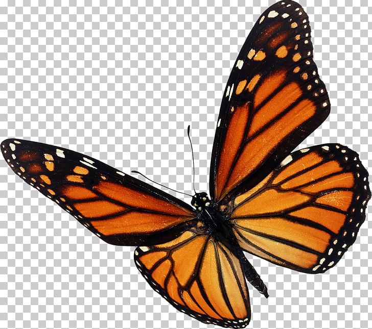 Download Monarch Butterfly Insect Stock Photography Png Clipart Animal Migration Brush Footed Butterfly Butterfly Depositphotos Insect Free