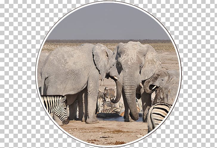 Indian Elephant South Africa African Elephant Namibia Safari PNG, Clipart, Africa, African Elephant, Culture, Elephant, Elephants And Mammoths Free PNG Download