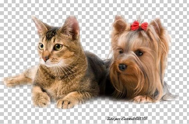 Yorkshire Terrier Australian Silky Terrier Australian Terrier Kitten Puppy PNG, Clipart, Animals, Australian Silky Terrier, Australian Terrier, Bulldog, Carnivoran Free PNG Download