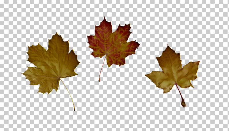Maple Leaf PNG, Clipart, Autumn, Black Maple, Deciduous, Flower, Grape Leaves Free PNG Download