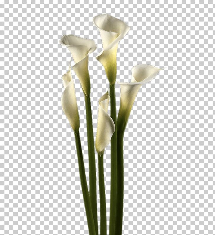 Arum Lilies Cut Flowers Arum-lily PNG, Clipart, Alismatales, Arum, Arum Lilies, Arum Lily, Arumlily Free PNG Download